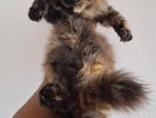 Persian Kittens