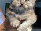 Persian Kittens