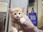 Persian Kittens