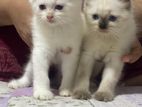 Persian Kittens
