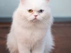 Persian Kittens
