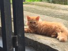 Persian Kittens