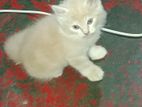 Persian Kittens