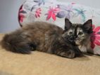 Persian Kittens