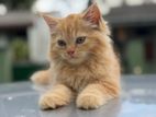 Persian Kittens