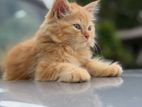 Persian Kittens