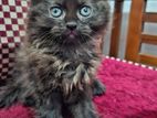 Persian Kittens