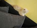 Persian Kittens