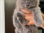 Persian kittens