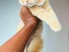Persian Kittens