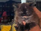 Persian Kittens