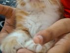 Persian Kittens