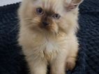 Persian kittens