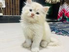 Persian Kittens