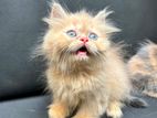 Persian kittens