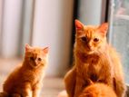 Persian Kittens