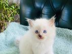 Persian Kittens