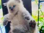 Persian Kittens