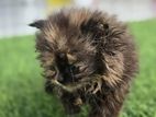 Persian kittens