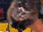persian kittens