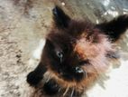 Persian kittens