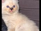 Persian Kittens