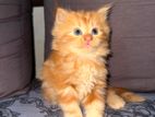 Persian Kittens