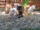 Persian Kittens