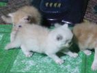 Persian kittens