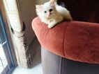 Persian kittens