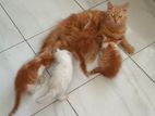 Persian Kittens