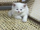 Persian Kittens