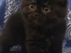 Persian Kittens