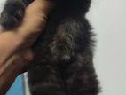 Persian Kittens