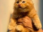 Persian Kittens