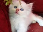 Persian Kitten
