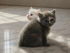 Persian Kittens