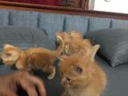 Persian Kittens
