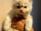 Persian Kittens
