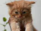 Persian Kittens