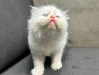 Persian Kittens