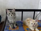 Persian Kittens