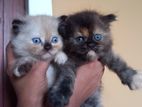 Persian Kittens