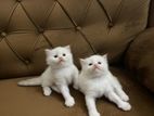 Persian Kittens