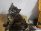 Persian Kittens