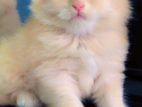 Persian Kittens