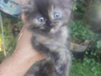 Persian Kittens