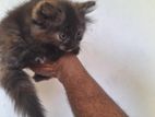 Persian Kittens