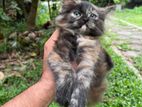 Persian Kittens