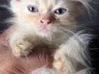 Persian Kitten